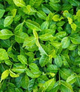 EUONYMUS fortunei Darts blanket